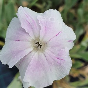 Lychnis coronaria 'Angels Blush'