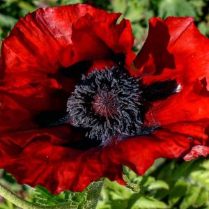 Papaver orientale 'Beauty of Livermere'