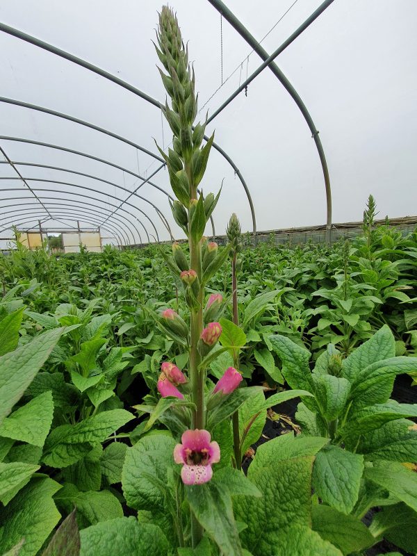 Digitalis purpurea 'Candy Mountain'