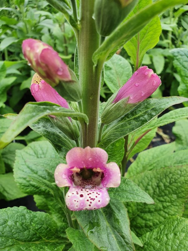 Digitalis purpurea 'Candy Mountain'