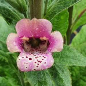 Digitalis purpurea 'Candy Mountain'