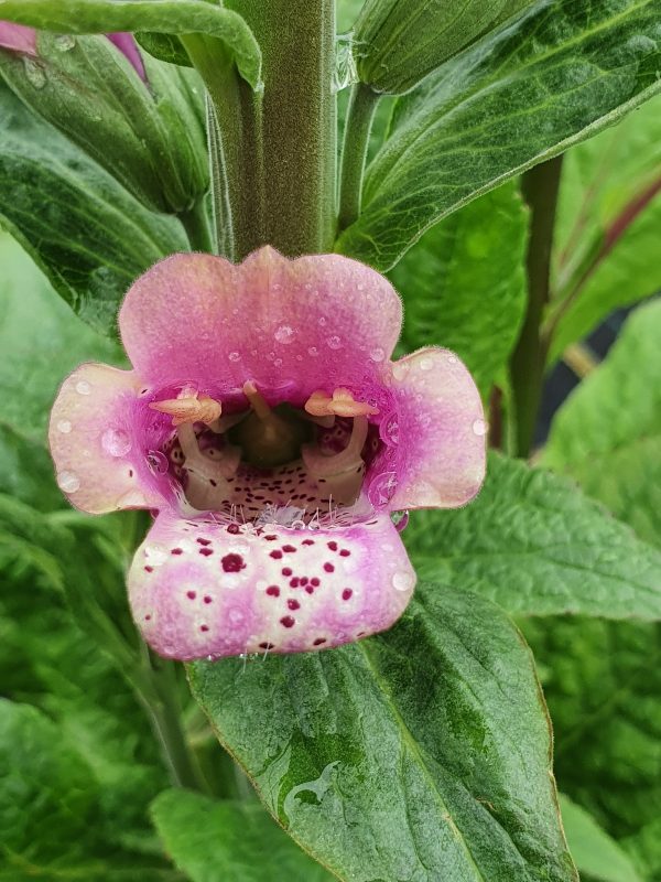 Digitalis purpurea 'Candy Mountain'