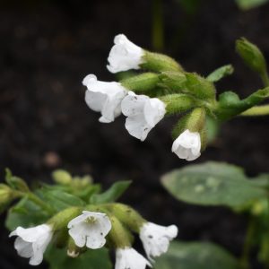 Pulmonaria 'Sissinghurst White'