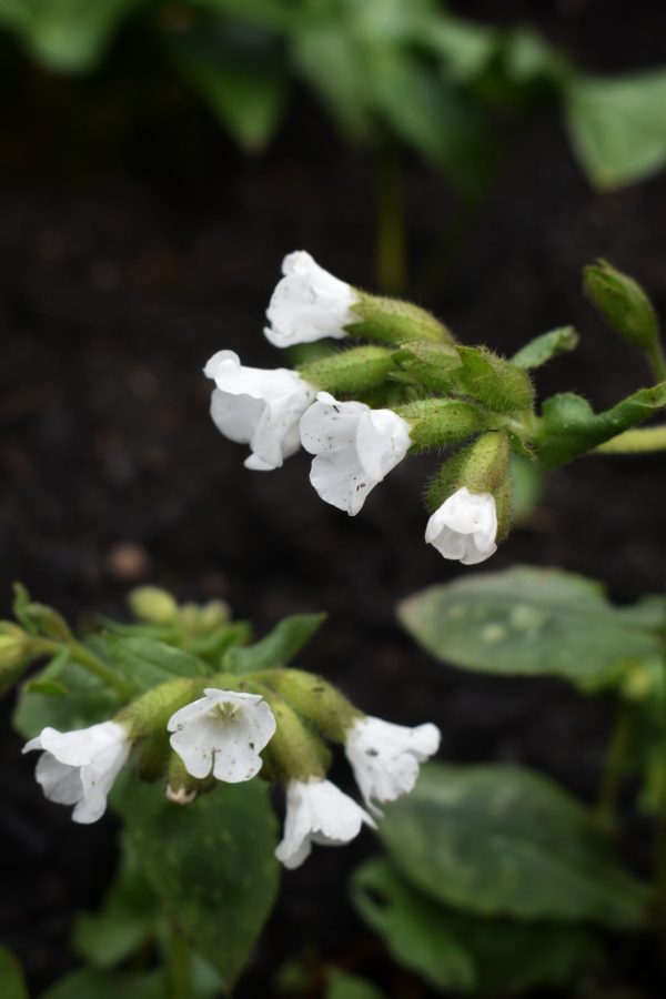Pulmonaria 'Sissinghurst White'