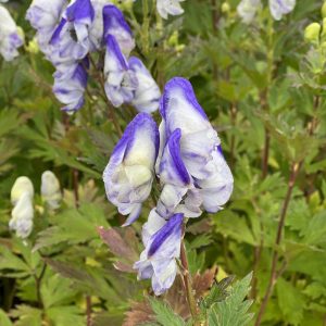 Aconitum x cammarum 'Bicolor'