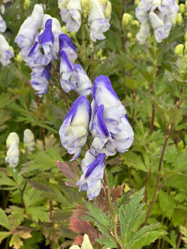 Bicolour 3 Aconitum x cammarum 'Bicolor'