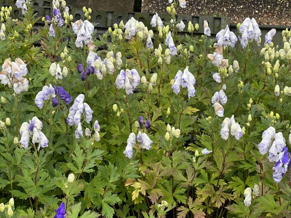 Bicolour 4 Aconitum x cammarum 'Bicolor'