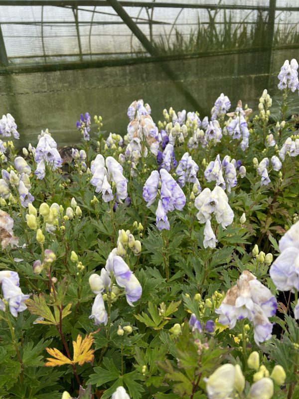 Bicolour Aconitum x cammarum 'Bicolor'