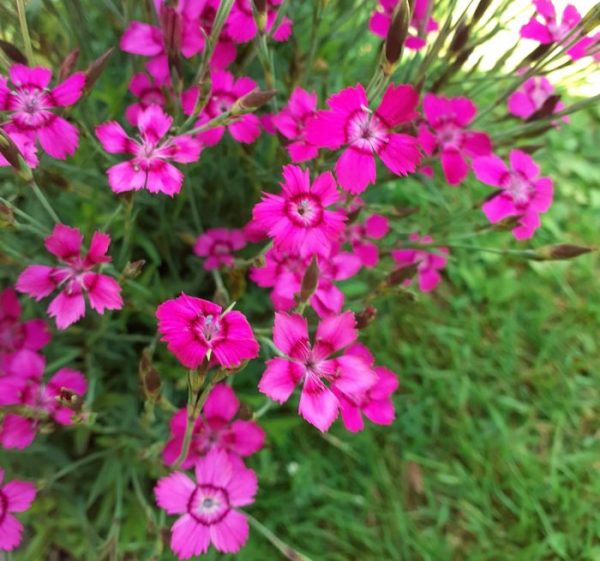 Dianthus deltoides 'Vampire'