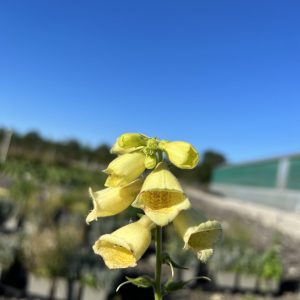 Digitalis grandiflora 'Carillon'