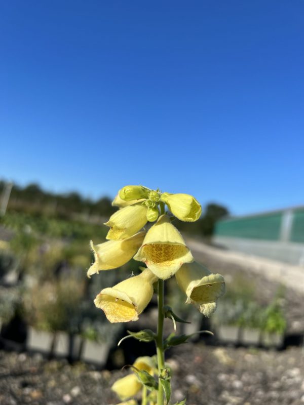 Digitalis grandiflora 'Carillon'
