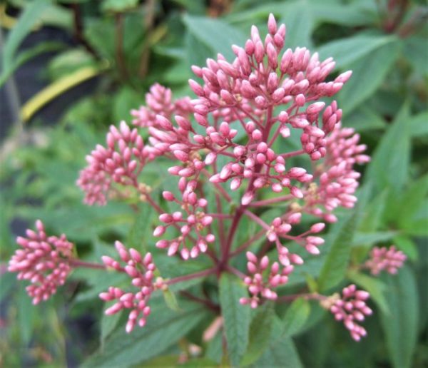 Eupatorium dubium Baby Joe WEB700