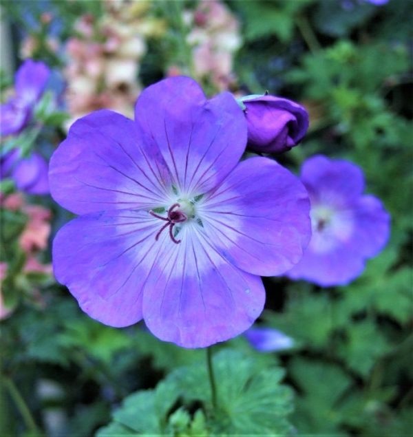 Geranium Rozanne WEB700 Geranium 'Rozanne' (PBR)