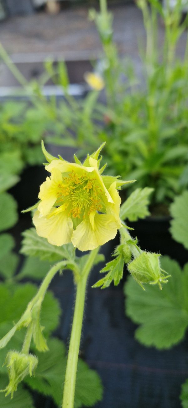 Geum rivale 'Tales of Hex' Geum rivale 'Tales of Hex'
