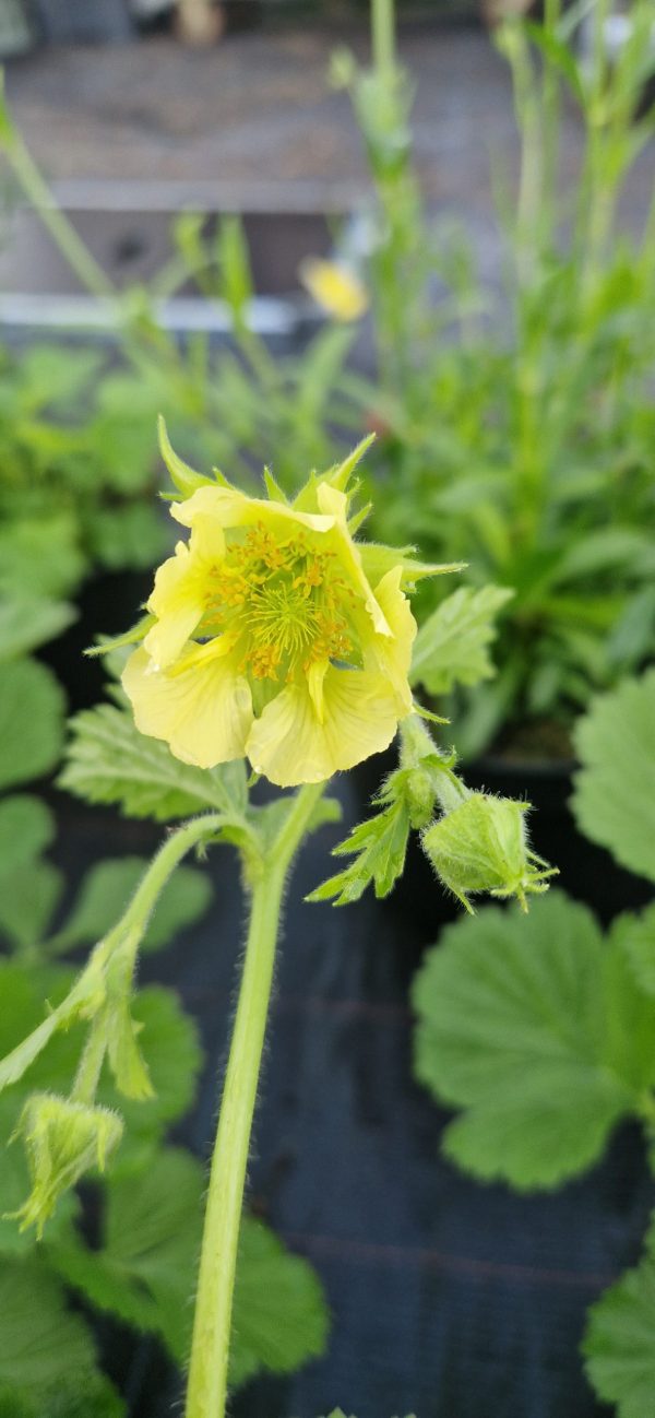 Geum rivale 'Tales of Hex'2 Geum rivale 'Tales of Hex'