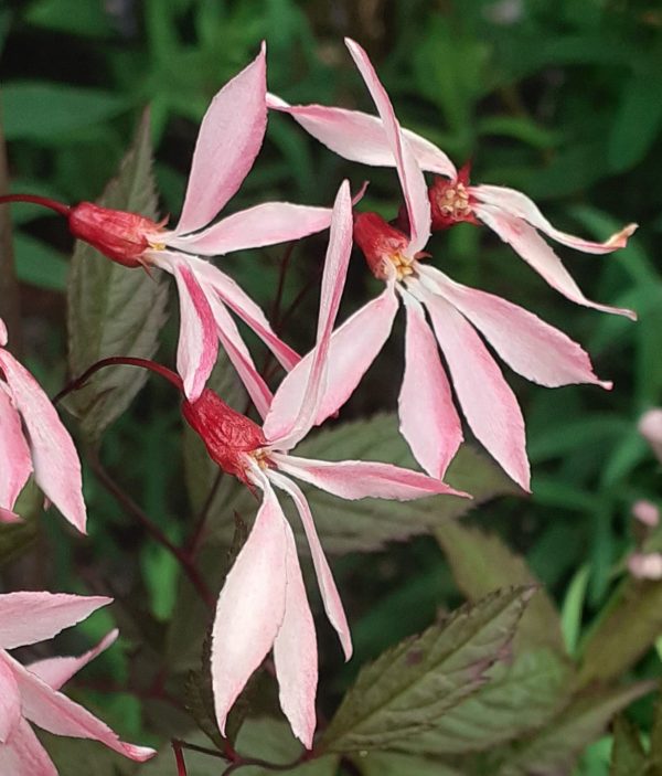 Gillenia_trifoliata_Pink_Profusion2_WEB