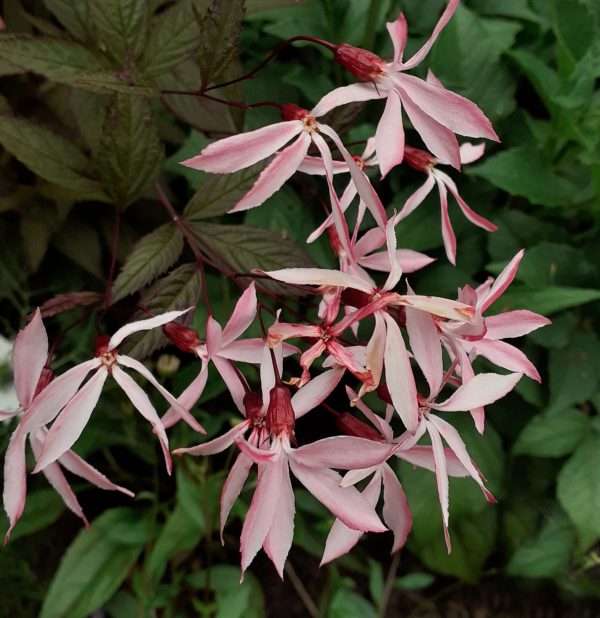 Gillenia_trifoliata_Pink_Profusion_WEB
