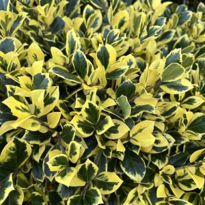 Ilex x altaclerensis 'Golden King'