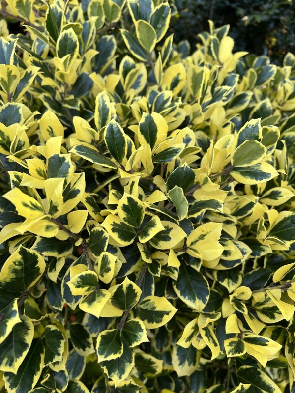 Golden King Ilex x altaclerensis 'Golden King'