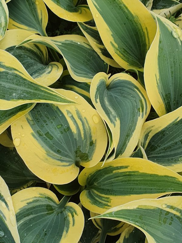 Hosta autumn frost 3