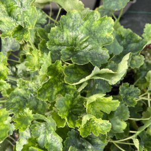 Heuchera 'Leuchkafer'