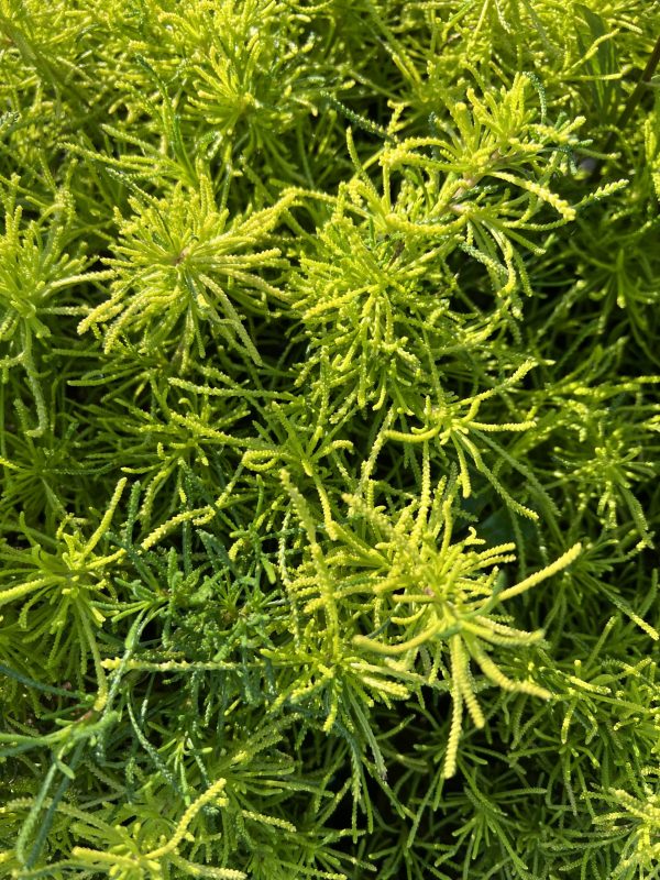 Santolina 'Lemon Fizz'