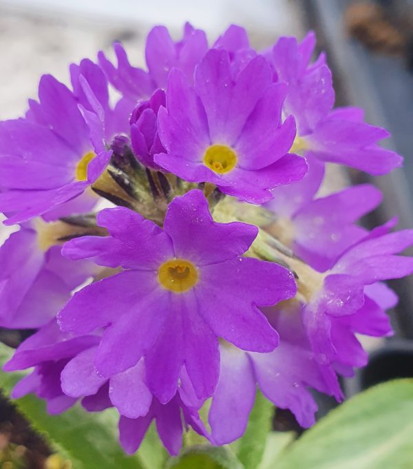 Prom Lilac Primula denticulata 'Prom Lilac'