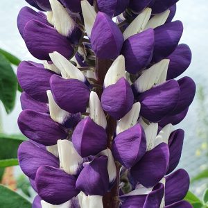 Lupinus 'Purple Emperor'