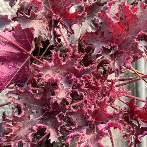 Heuchera 'Purple Petticoats'