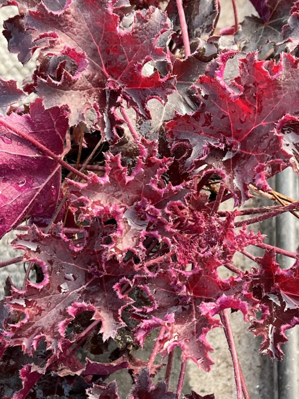 Purple Petticoats Heuchera 'Purple Petticoats'