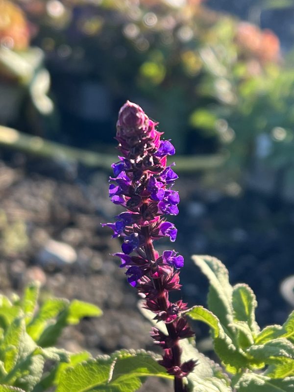 Salvia Carradonna