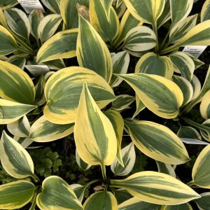 Hosta 'Autumn Frost' (Shadowland Series)