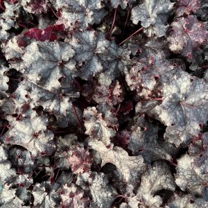 Heuchera 'Licorice'