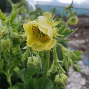 Geum rivale 'Tales of Hex'