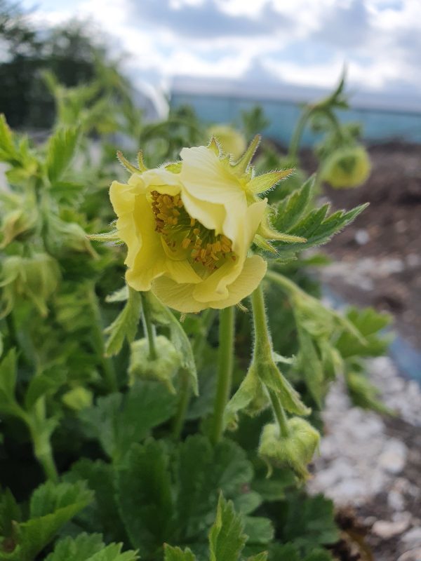 Geum rivale 'Tales of Hex' Geum rivale 'Tales of Hex'