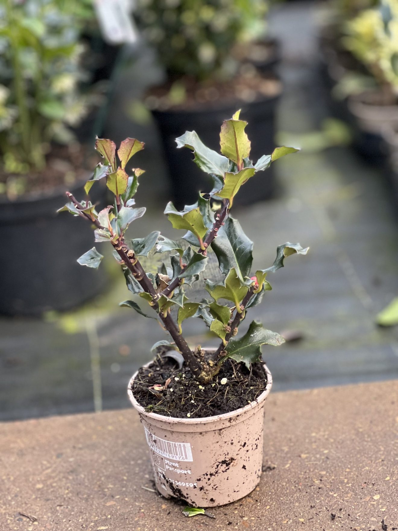 Ilex Meserveae 'Blue Prince' | Shop Established Ilex | Proctors Nursery