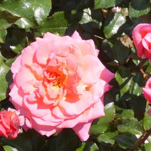 Rosa 'Braveheart'