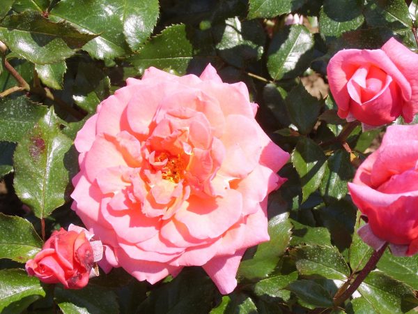 Brave Heart Rosa 'Braveheart'
