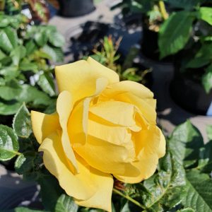 Rosa 'Happy Golden Wedding'