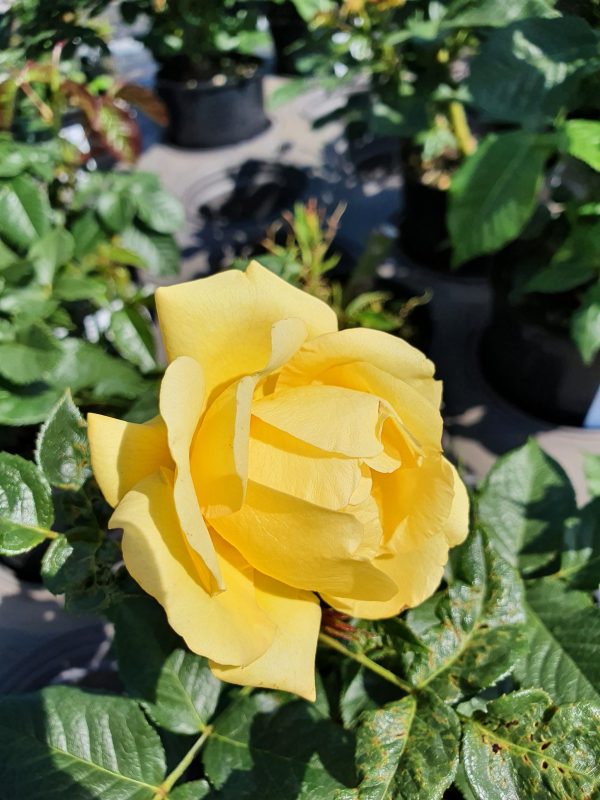 Rosa 'Happy Golden Wedding'