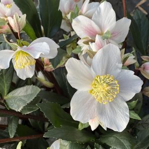 Helleborus niger