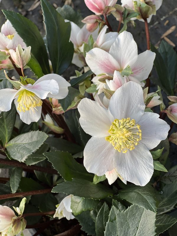 Helleborus niger 2 Helleborus niger