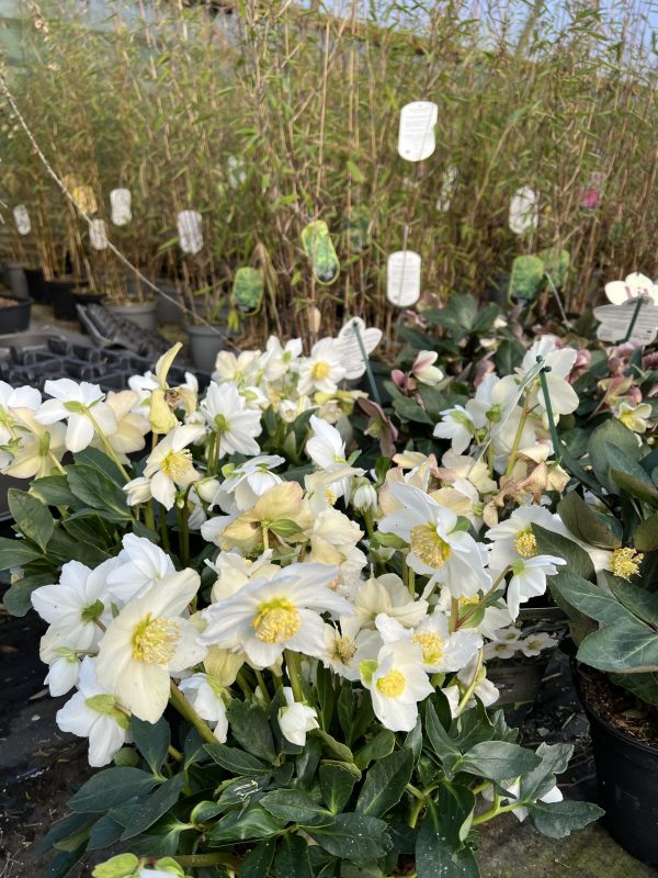 Helleborus niger 3