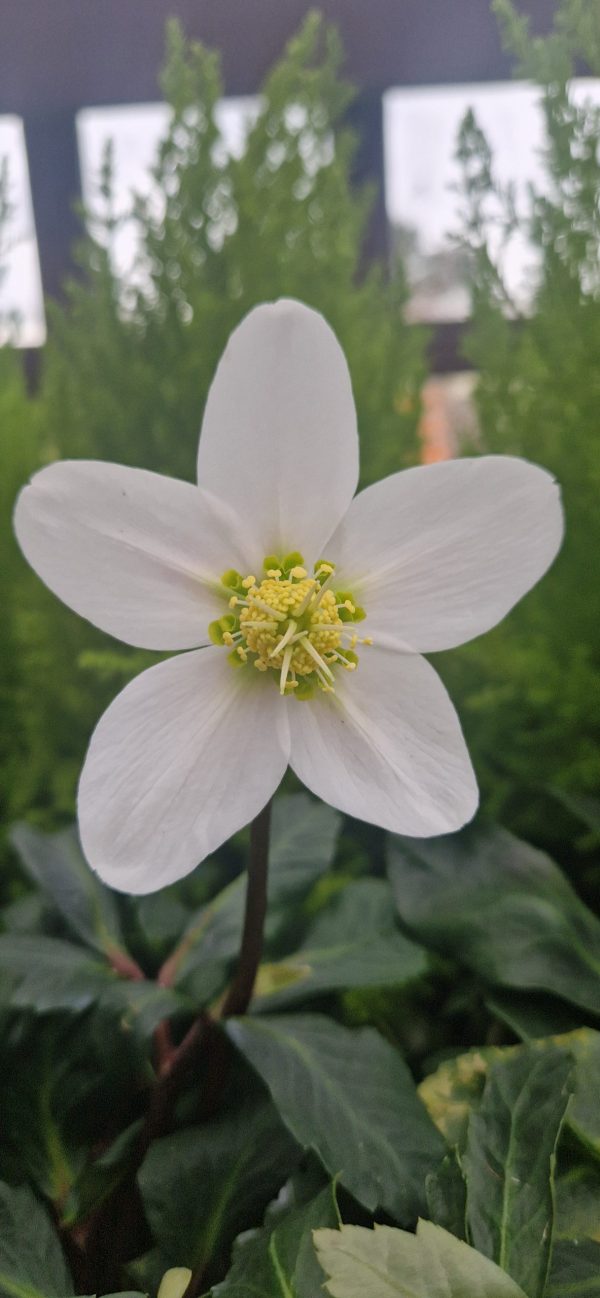 Helleborus niger Helleborus niger