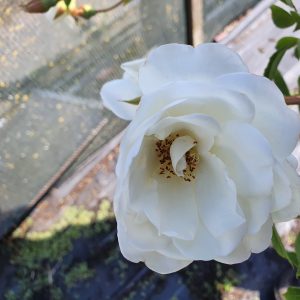 Rosa 'Iceberg'