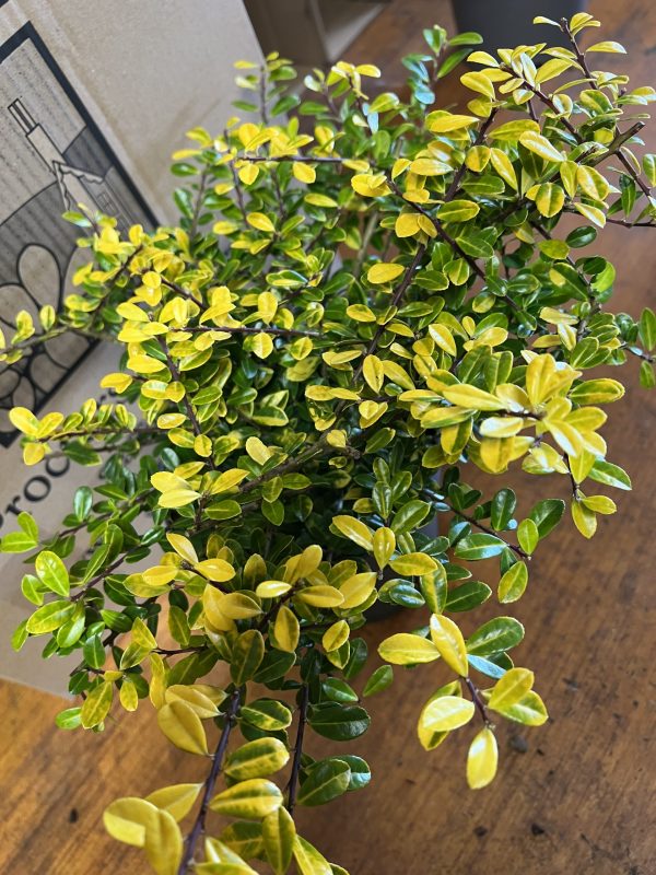 Ilex crenata 'Golden Gem'