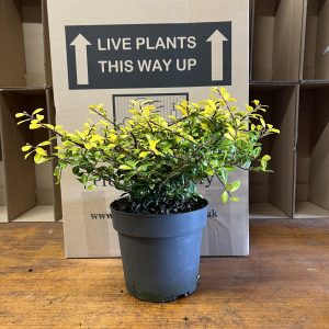 Ilex crenata 'Golden Gem'