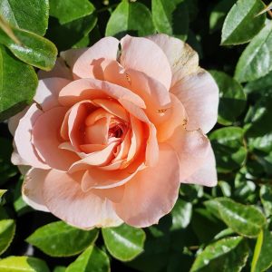 Rosa 'Its a Wonderful Life'