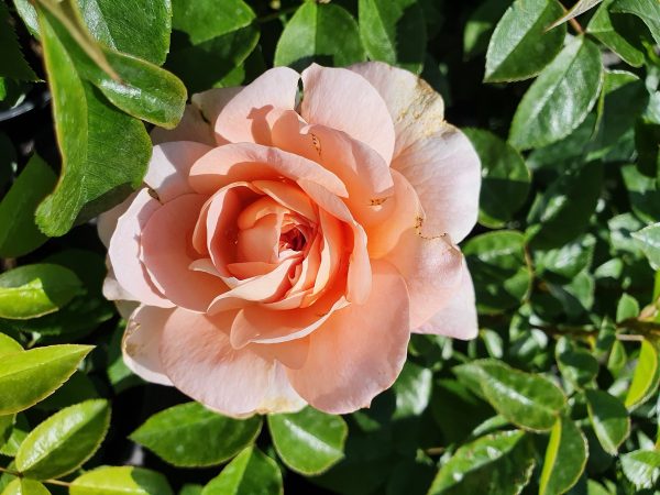 It's a wonderful life Rosa 'Its a Wonderful Life'