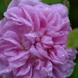 Rosa 'Jacques Cartier'